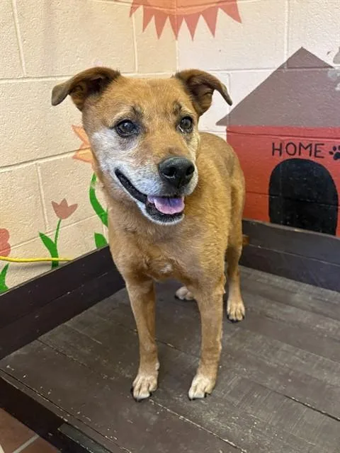 An adult large-sized male Labrador Retriever dog named Sarge for adoption in Castaic, CA