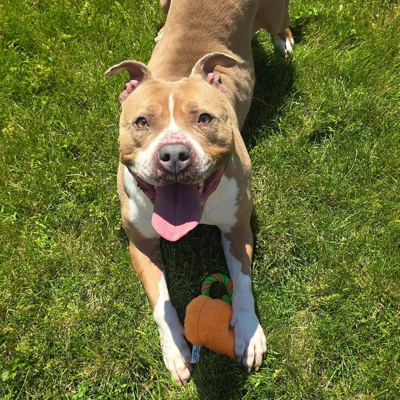 An adult medium-sized female Yellow / Tan / Blond / Fawn Pit Bull Terrier dog named Nova Iv for adoption in Milan, IL