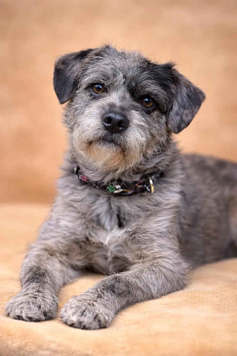 A young small-sized male Gray / Blue / Silver Terrier dog named Poptart for adoption in San Pedro, CA