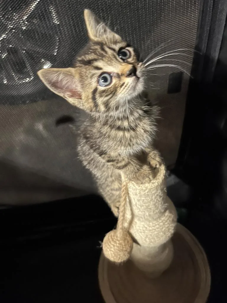 A baby medium-sized male Domestic Short Hair cat named Hansel for adoption in Fort Oglethorpe, GA