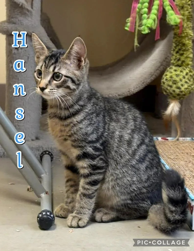 Hansel thumbnail 2