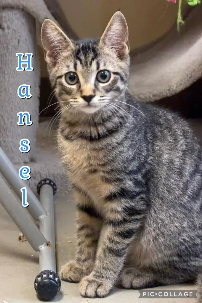 Hansel thumbnail 3