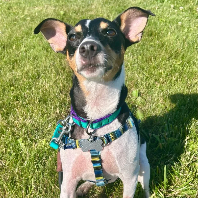 An adult medium-sized male Mixed Breed dog named Surfy for adoption in State College, PA