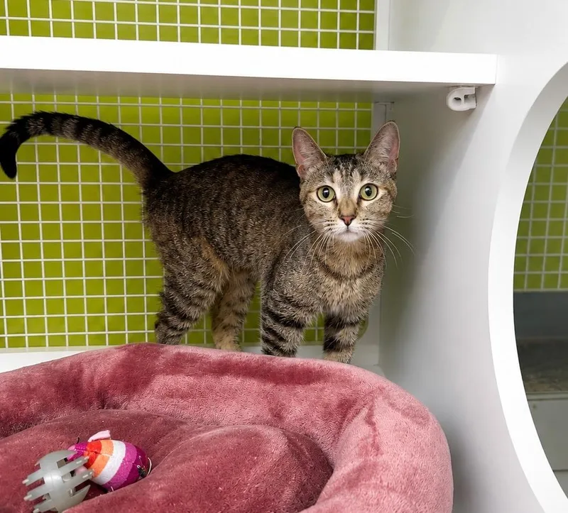 A young medium-sized female Domestic Short Hair cat named Caramel Tartu for adoption in Fort Lupton, CO