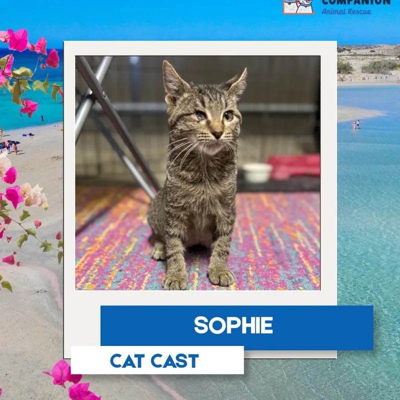A baby small-sized female Brown / Chocolate Domestic Short Hair cat named Sophie for adoption in Rochester, MN