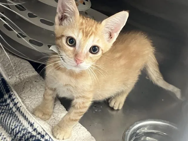 A baby small-sized male Domestic Short Hair cat named Cheeto for adoption in Tustin, CA