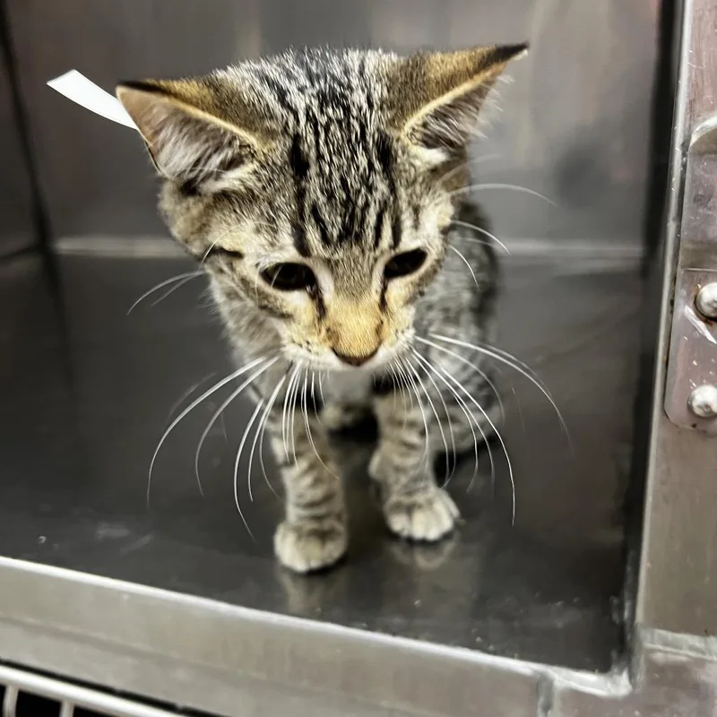 A baby small-sized female Brown / Chocolate Domestic Short Hair cat named Tammy for adoption in Birmingham, AL