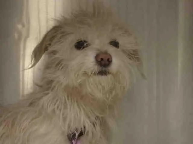 A senior small-sized female Mixed Breed dog named Mimi for adoption in Van Nuys, CA