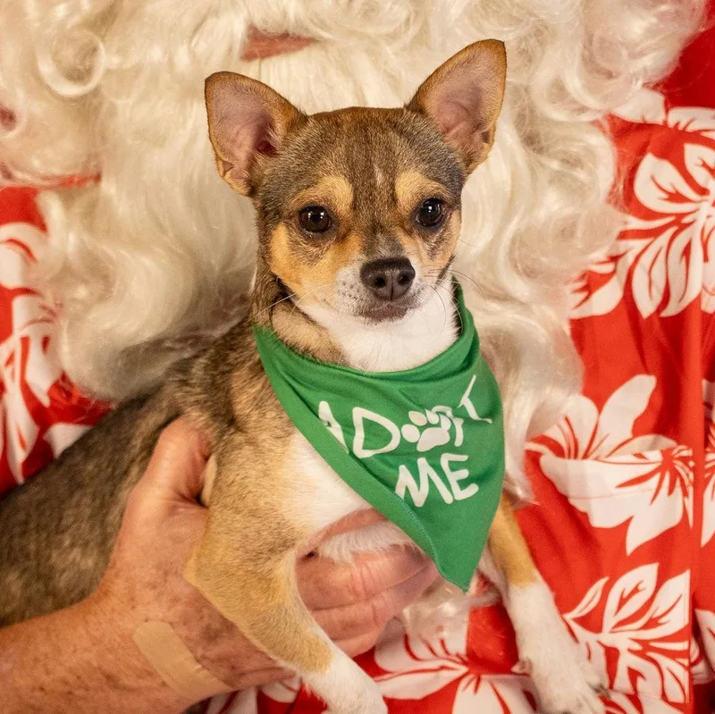 An adult small-sized male Chihuahua dog named Nacho for adoption in Houston, TX