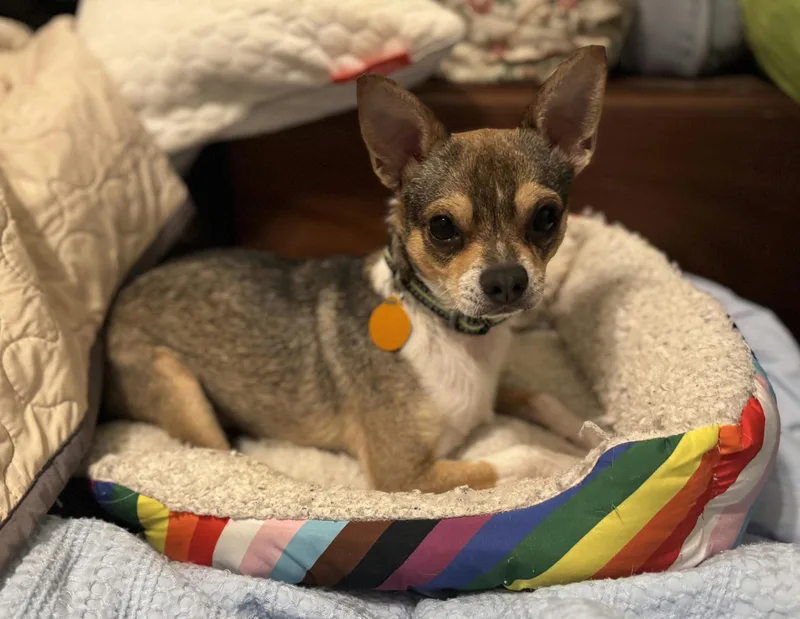 Nacho thumbnail 6