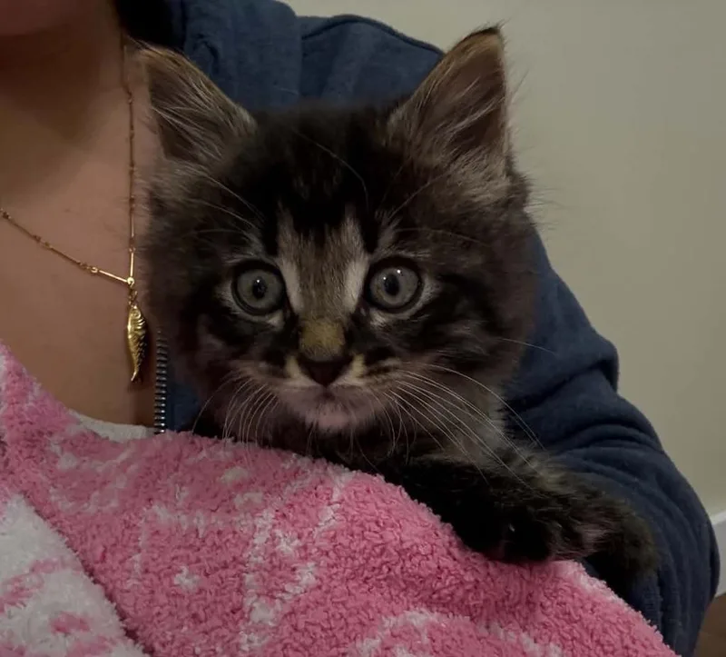 A baby medium-sized female Domestic Medium Hair cat named May for adoption in Warren, MI