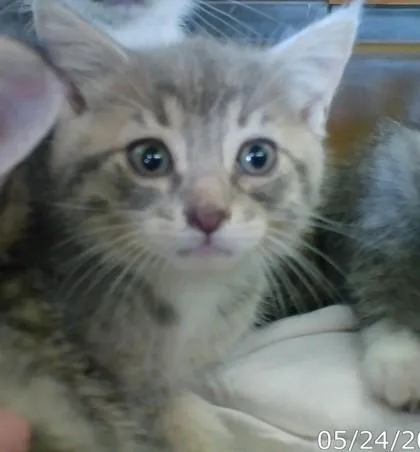 A baby medium-sized female Domestic Short Hair cat named Dee for adoption in West Memphis, AR