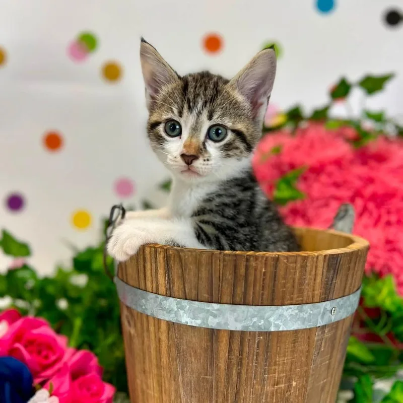 A baby small-sized female Brown / Chocolate Domestic Short Hair cat named MoxyC for adoption in East Saint Louis, IL