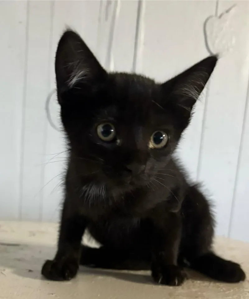 A baby small-sized male Domestic Short Hair cat named Snack for adoption in Wauchula, FL