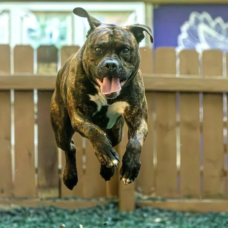 An adult large-sized male Brindle Mixed Breed dog named Forklift for adoption in Decatur, GA