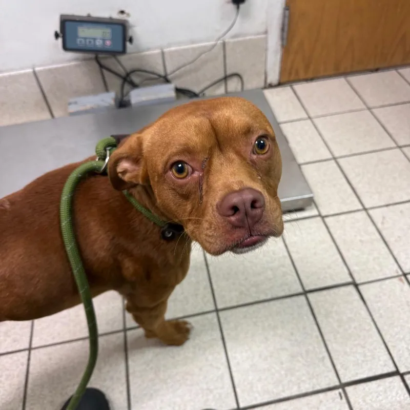A young medium-sized male Brown / Chocolate Mixed Breed dog named Rocko for adoption in Charleston, WV