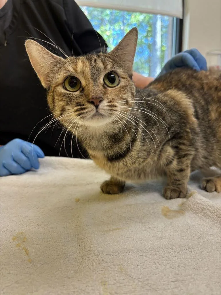 A young small-sized female Domestic Short Hair cat named Affogato for adoption in Raleigh, NC