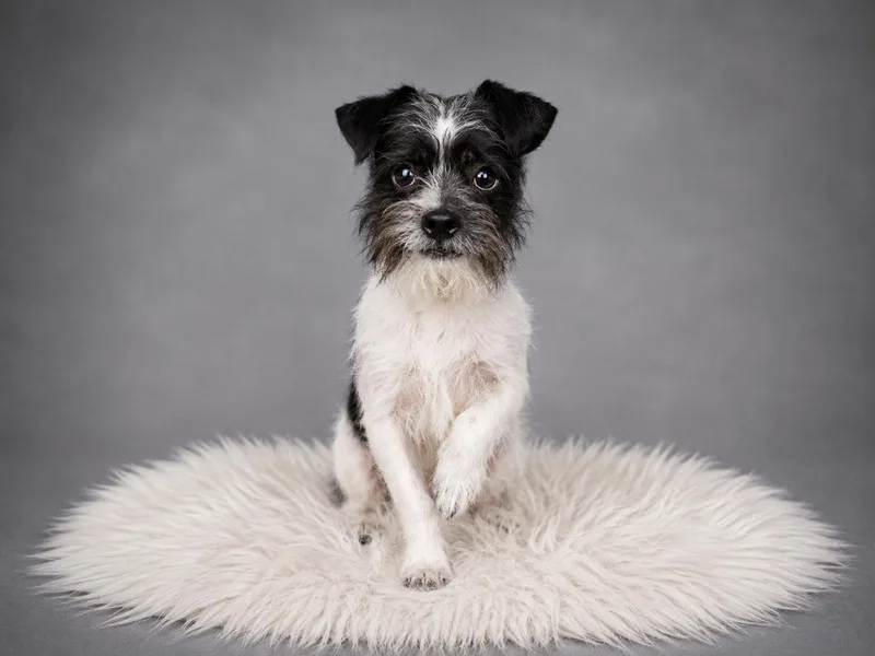 A baby small-sized male Yorkshire Terrier dog named Benjamin for adoption in Palo Alto, CA