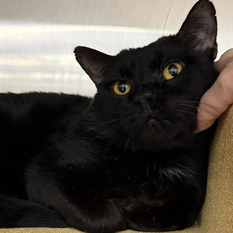An adult medium-sized male Black Domestic Short Hair cat named Oscar for adoption in Traverse City, MI