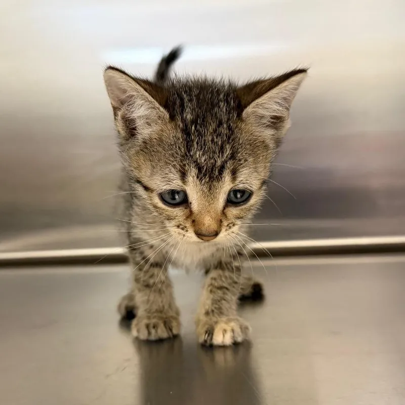 A baby small-sized female Black Domestic Short Hair cat named Zelda for adoption in Marshall, TX