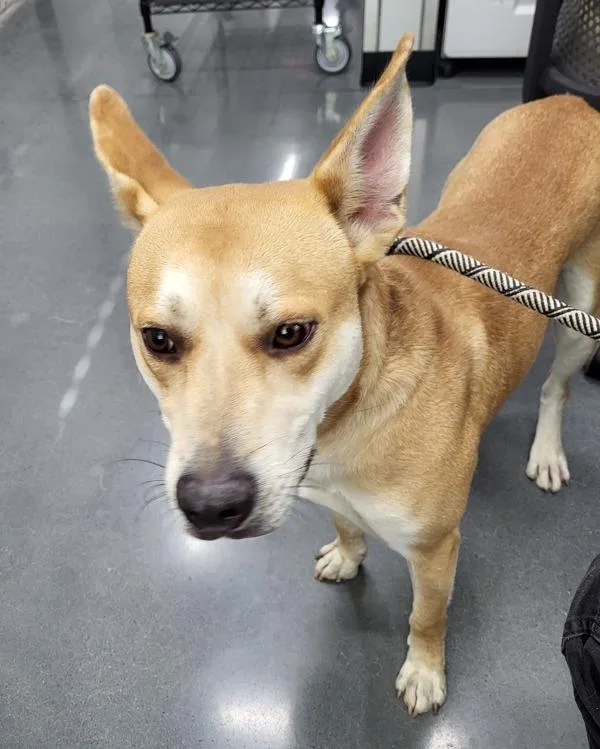 An adult medium-sized male Shepherd dog named Pen Dango for adoption in Lawrenceville, GA