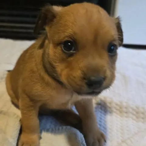 A baby medium-sized female Red / Chestnut / Orange Shepherd dog named Piper for adoption in Overland Park, KS