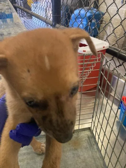 A baby medium-sized male German Shepherd Dog dog named Tyler for adoption in Dallas, TX