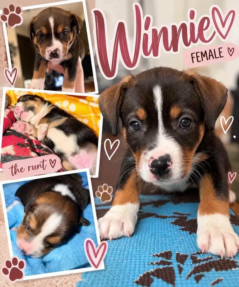 A baby medium-sized female Tricolor (Brown, Black, & White) Pit Bull Terrier dog named Winnie for adoption in Lexington, MO