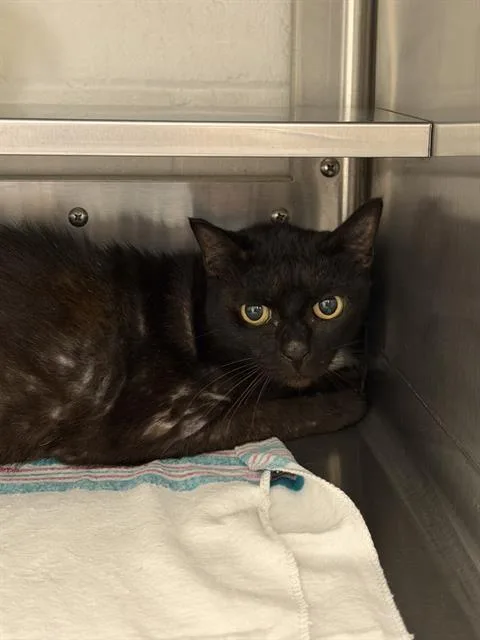 A senior small-sized female Domestic Short Hair cat named Cali for adoption in Chula Vista, CA