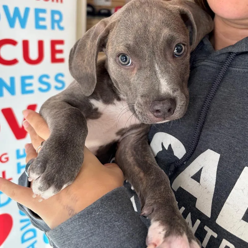 A baby small-sized male Gray / Blue / Silver Mixed Breed dog named Mordie for adoption in Morrisville, VT