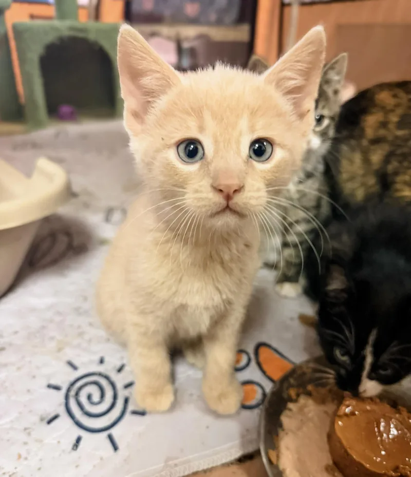 A baby medium-sized male Buff / Tan / Fawn Domestic Short Hair cat named Saturn for adoption in Philadelphia, PA