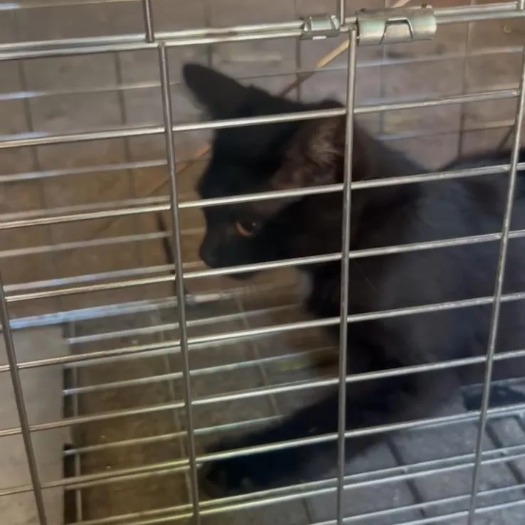 A baby small-sized male Black Domestic Short Hair cat named Thackery Binx for adoption in Brooklyn, NY