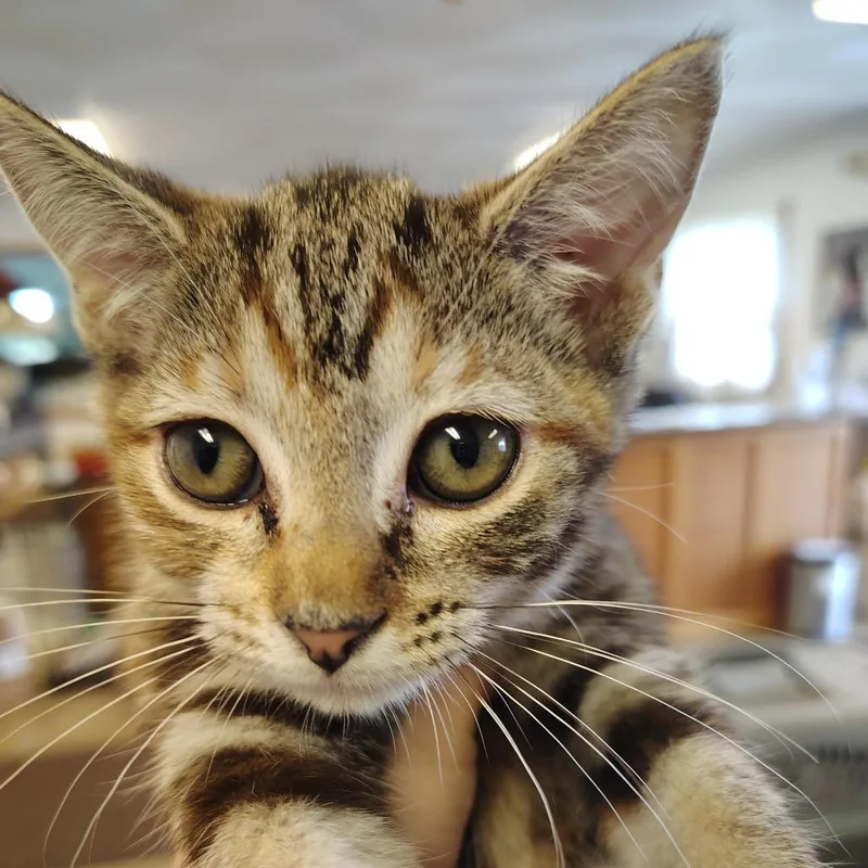 A young small-sized female Tabby (Brown / Chocolate) Domestic Short Hair cat named Gobi for adoption in Indiana, PA