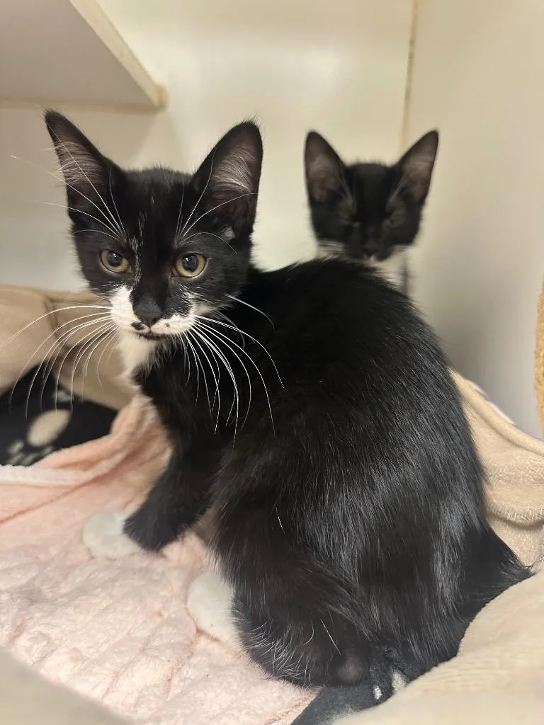 A baby small-sized female Domestic Short Hair cat named Muffin for adoption in Johnson City, TN