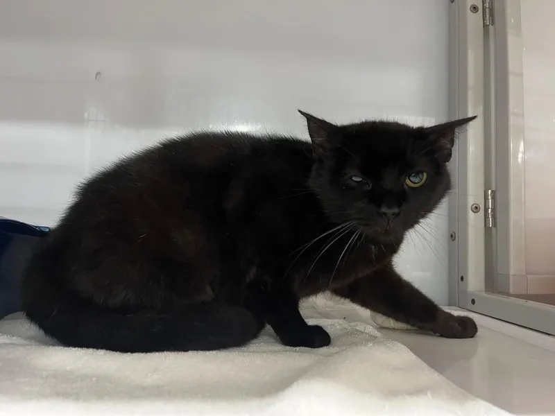 A young medium-sized female Domestic Short Hair cat named Stevland for adoption in Raleigh, NC