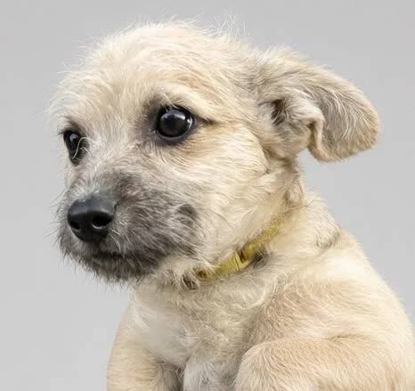 A baby small-sized male Terrier dog named Ken for adoption in Southlake, TX