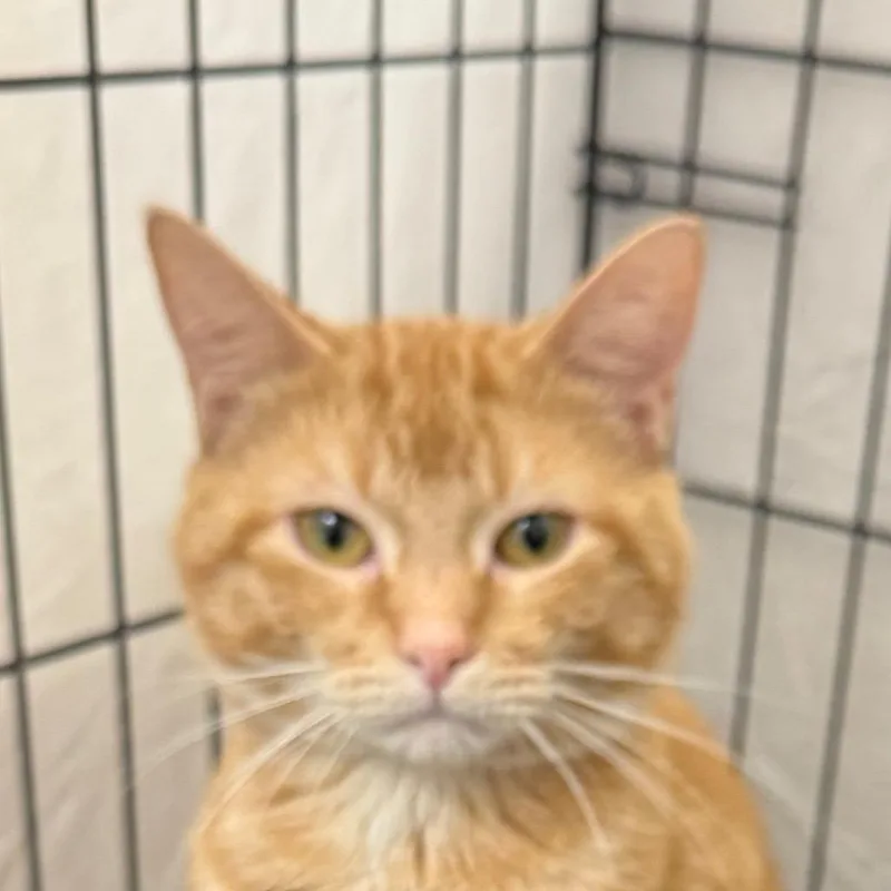 A young small-sized male Orange / Red Domestic Short Hair cat named Yoda for adoption in Normal, IL
