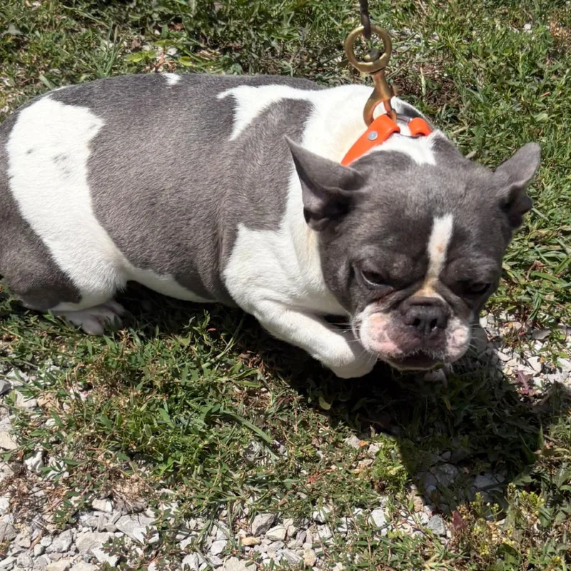 An adult small-sized female White / Cream French Bulldog dog named Daisy for adoption in Normal, IL