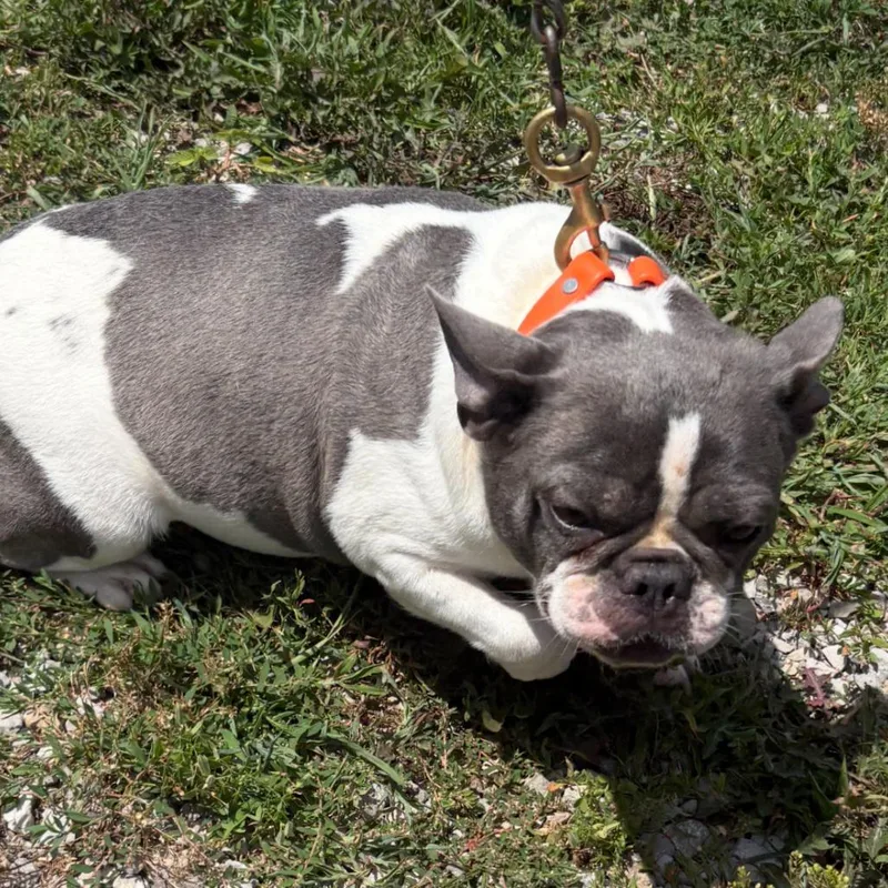 Daisy thumbnail 3
