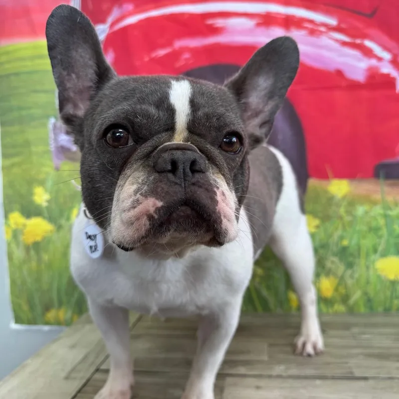 Daisy thumbnail 4