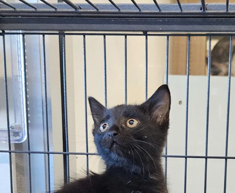 A baby small-sized male Domestic Short Hair cat named Hadley for adoption in Bossier City, LA