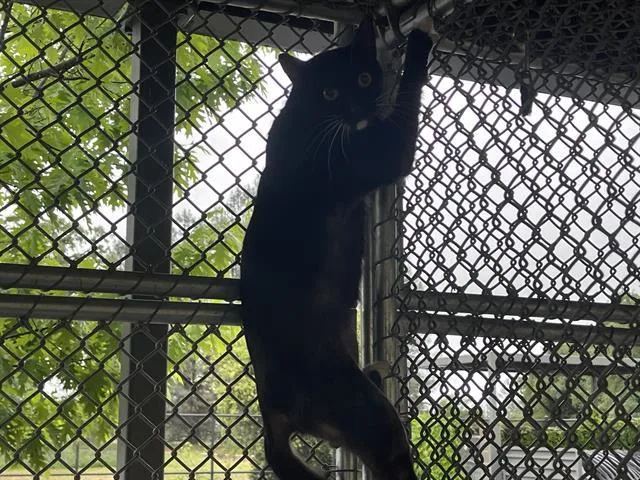 A young medium-sized female Domestic Short Hair cat named Gemma for adoption in Auburn, CA