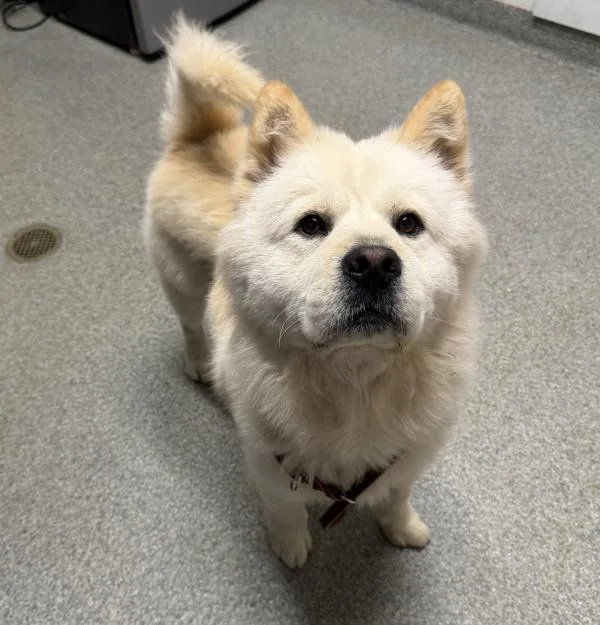 An adult medium-sized male Chow Chow dog named Micah for adoption in Escondido, CA