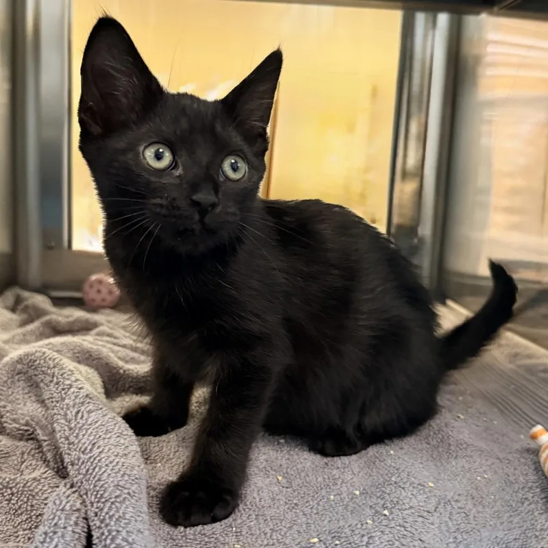 A baby small-sized male Black Domestic Short Hair cat named Hermes for adoption in Palm Springs, CA