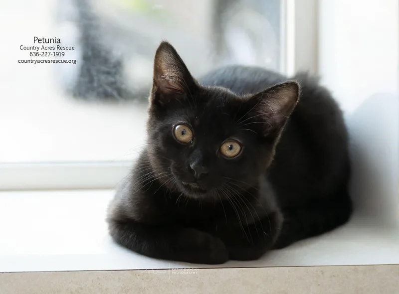 A baby medium-sized female Black Domestic Short Hair cat named Petunia for adoption in Manchester, MO