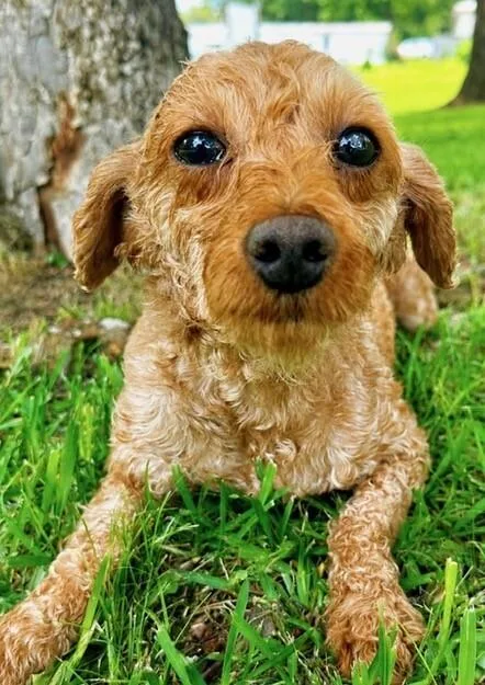 A young small-sized male Brown / Chocolate Poodle dog named Duke for adoption in Washington, DC