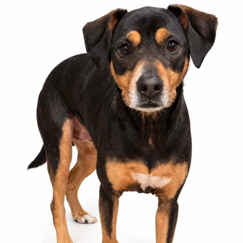 An adult medium-sized female Tricolor (Brown, Black, & White) Hound dog named Coco for adoption in Saratoga Springs, NY