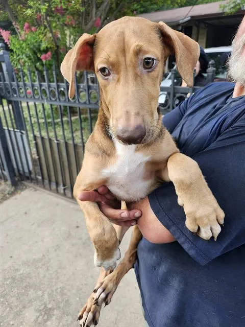 A baby medium-sized female Terrier dog named Peanut for adoption in San Antonio, TX