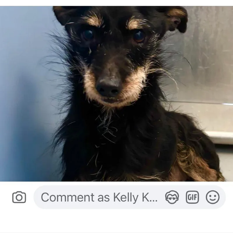 An adult small-sized male Black Schnauzer dog named Babe for adoption in Spring Hill, KS