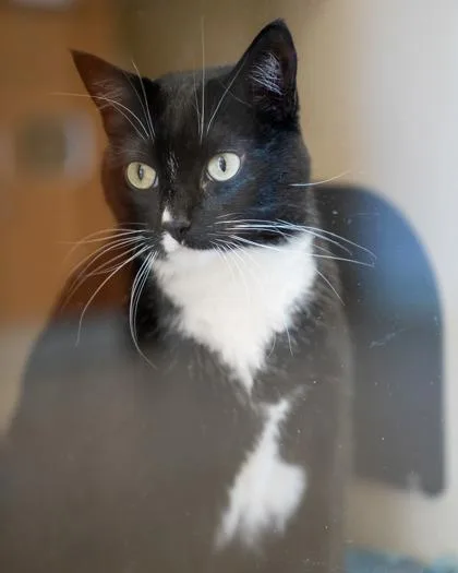 An adult large-sized female Domestic Short Hair cat named Princess for adoption in Pequot Lakes, MN
